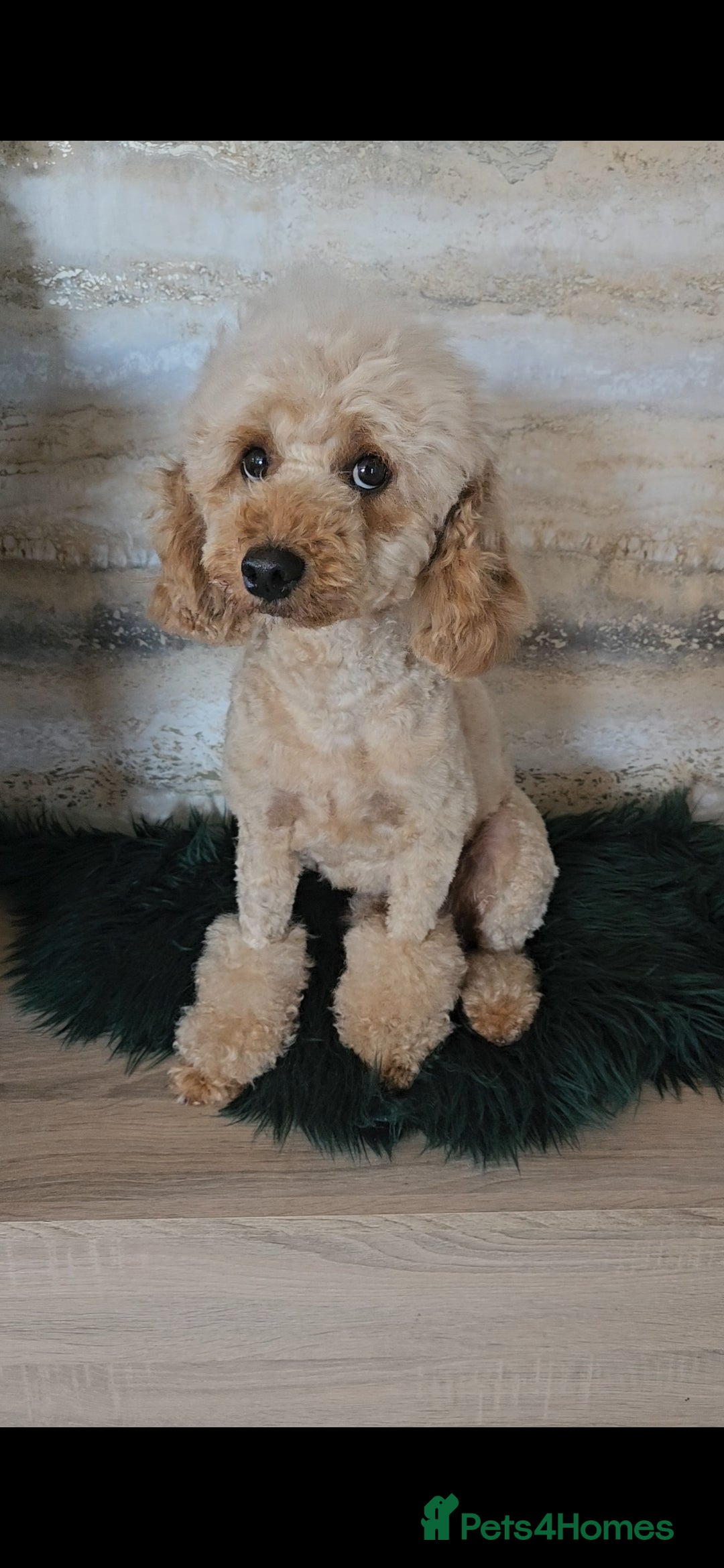 Maltipoo dogs for sale: Quality Champion Apricot Teddy toy Maltipoo's 🧸 - Image 11