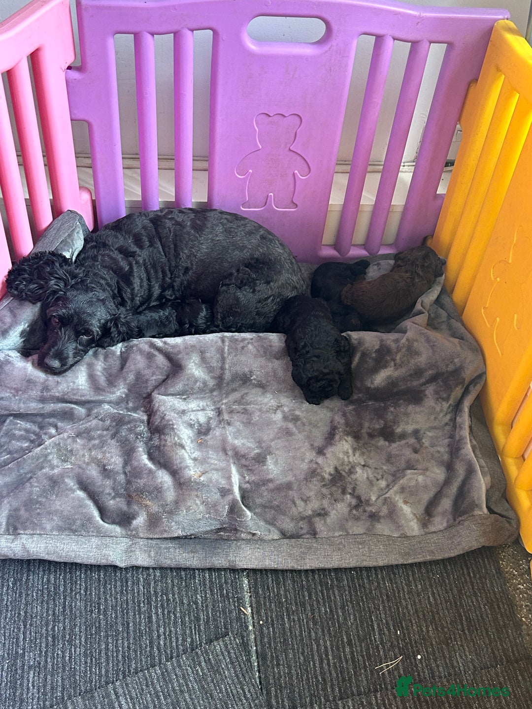 Cockapoo dogs for sale: Beautiful cockapoos - Advert 17