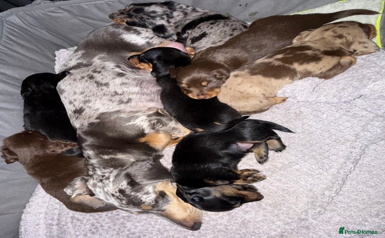 Miniature Dachshund dogs - Advert 10