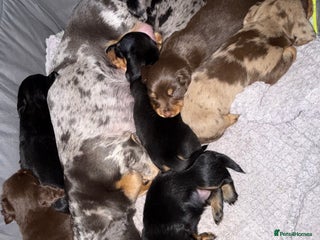 Miniature Dachshund dogs - Advert 6