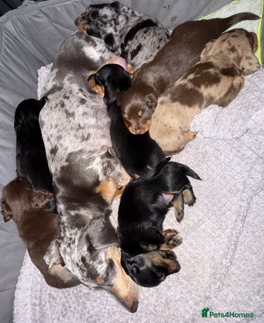 Miniature Dachshund dogs - Advert 10