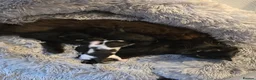 British Longhair cats for sale: Black and white kitten in Stockport - Advert 11