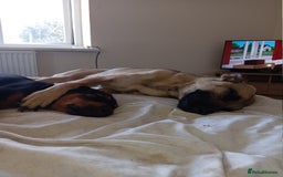 Mixed Breed dogs for sale: 2 rottweiler X German shepherd X staffie 12 weeks - Image 3