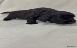 Cockapoo dogs for sale: Cockapoo puppies  - Image 16