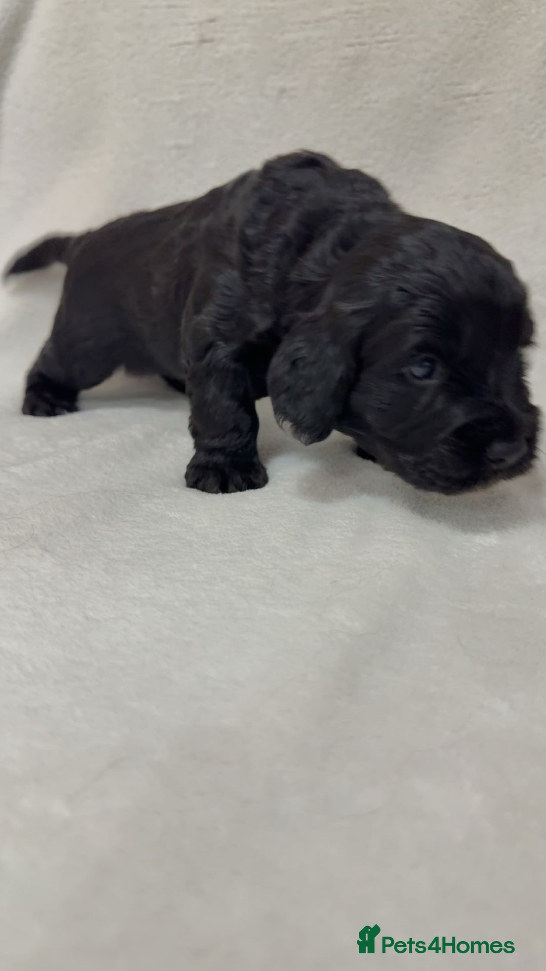 Cockapoo dogs for sale: Cockapoo puppies  - Image 16