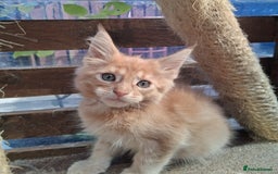 Maine Coon cats for sale: Maine coon  - Image 4