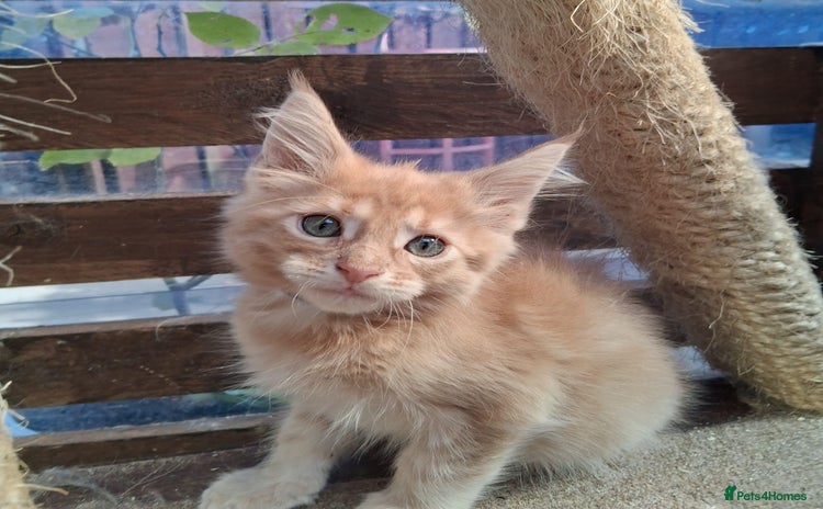 Maine Coon cats - Advert 2