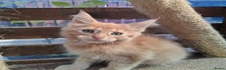 Maine Coon cats for sale: Maine coon  - Advert 6