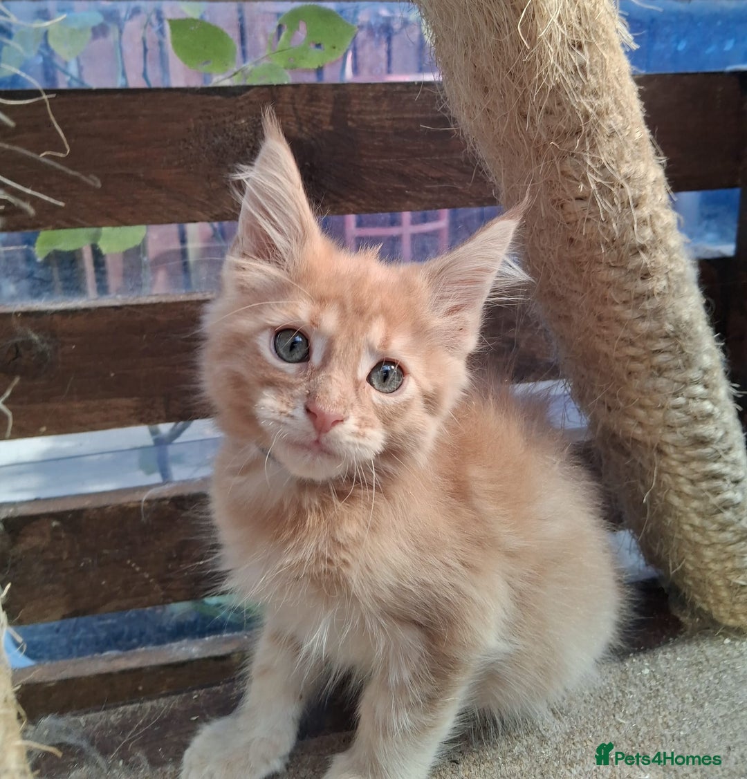 Maine Coon cats for sale: Maine coon  - Image 4