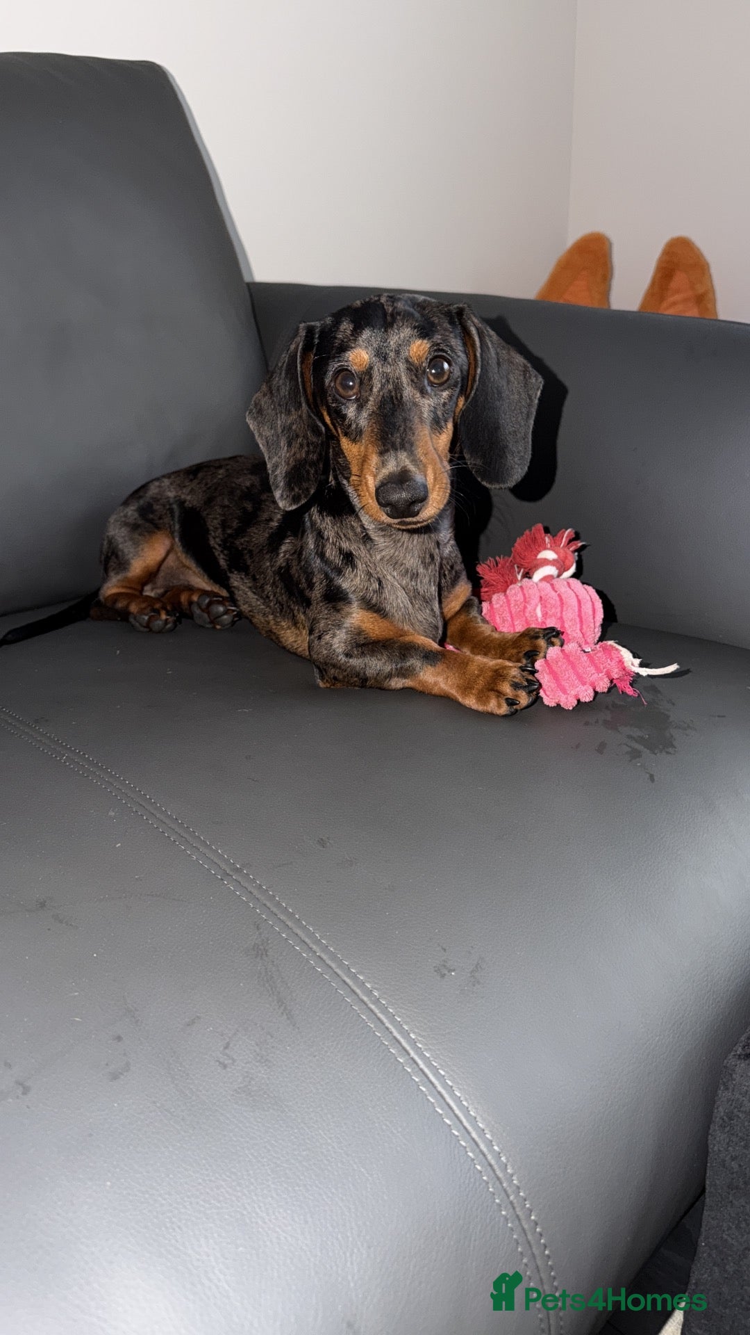 Miniature Dachshund dogs Miniature dachshund  - Advert 5