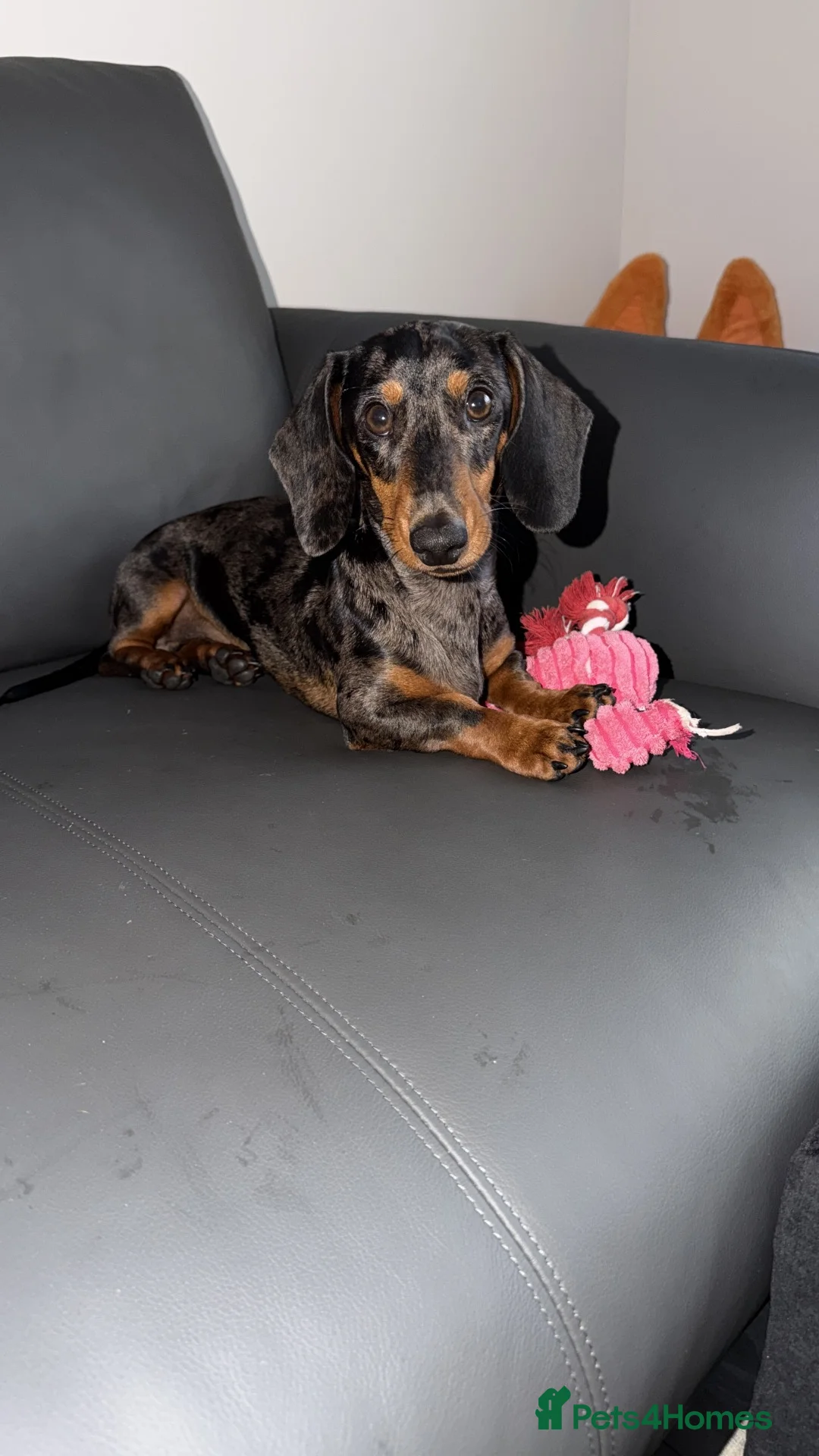 Miniature Dachshund dogs for sale: Miniature dachshund  - Advert 1