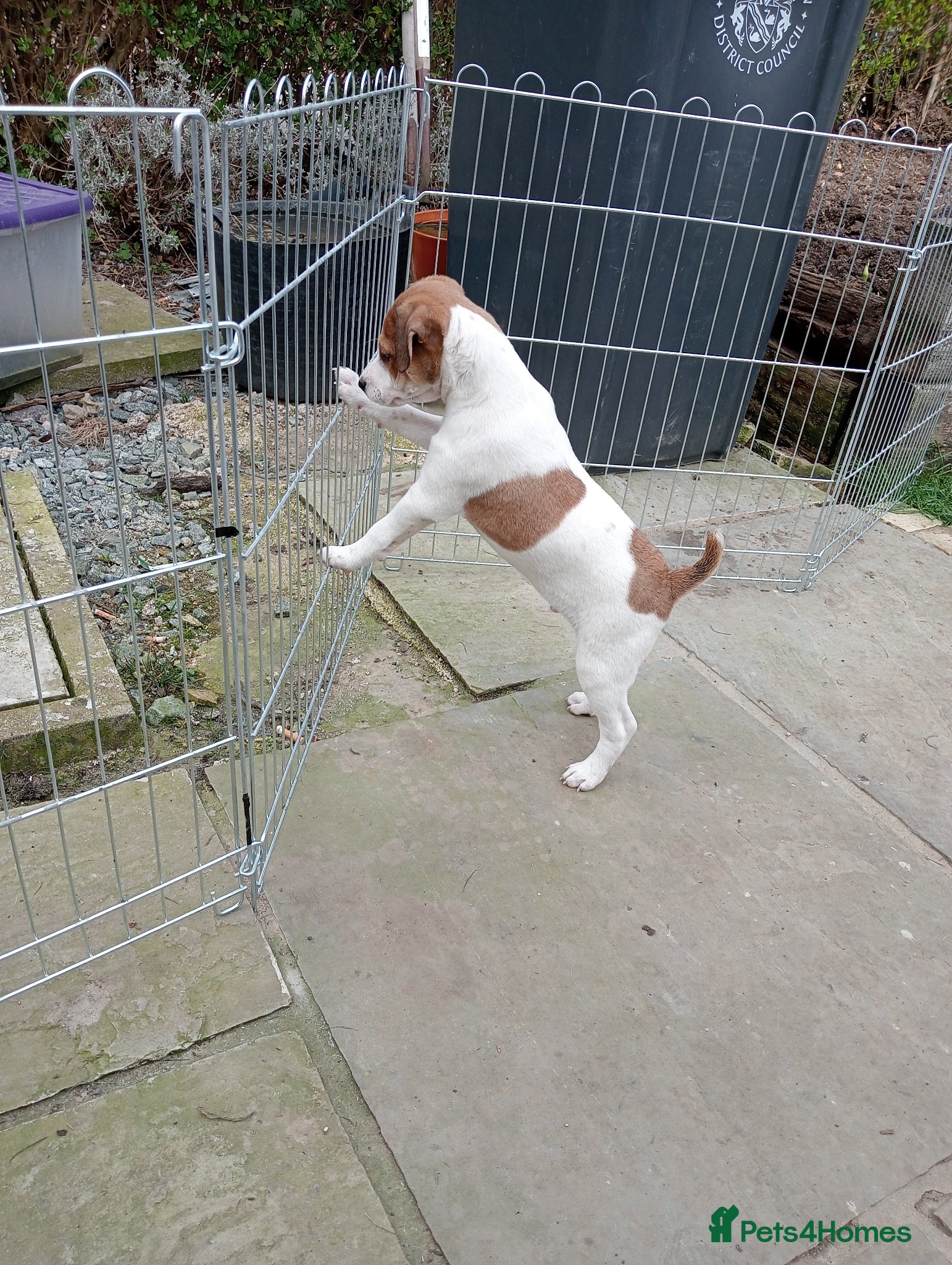 Jack Russell dogs Jack Russell working bred - Advert 18