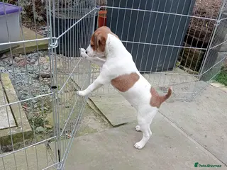 Jack Russell dogs Jack Russell working bred - Advert 18