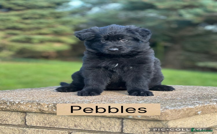 German Shepherd dogs - Advert 1