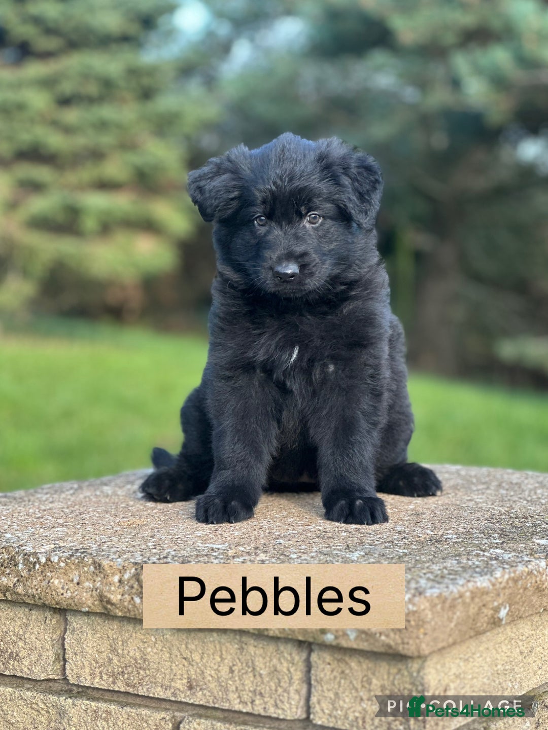 German Shepherd dogs for sale: German Shepherd Puppies  - Image 1