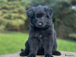 German Shepherd dogs - Advert 21