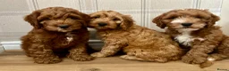 Cockapoo dogs for sale: Outstanding cockapoo puppies  in Bishop Auckland - Advert 3