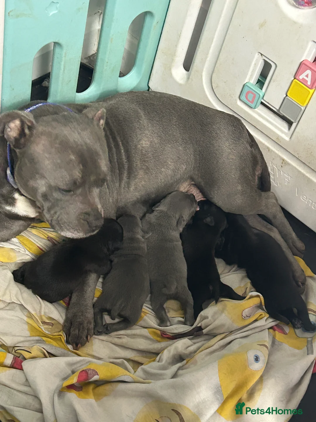 Staffordshire Bull Terrier dogs for sale: Sbt puppies  - Advert 1