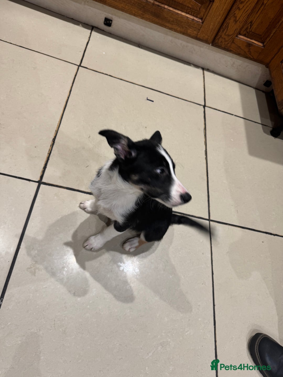 Border Collie dogs for sale: For sale 3 GILR border collie  - Advert 5