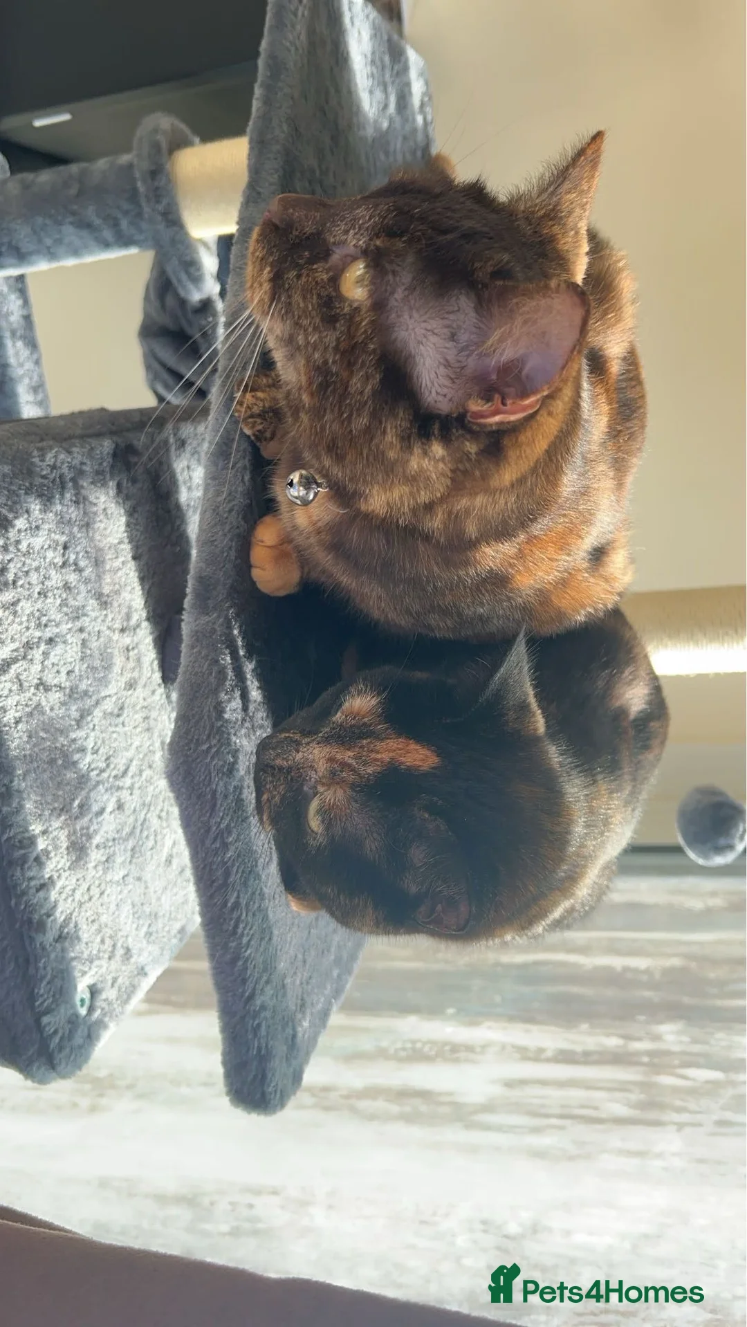 Mixed Breed cats for sale: 2 female Tortoiseshell cats - Advert 3