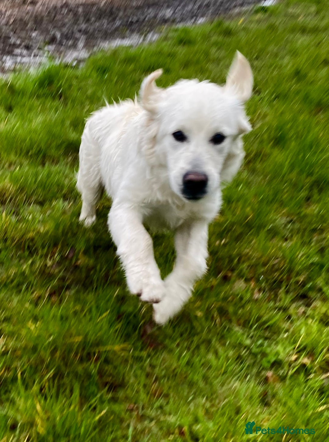 Golden Retriever dogs for sale: Beautiful and fluffy Golden Retriever puppies - Advert 26