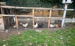 Chickens poultry for sale: 11 Chickens - Image 1