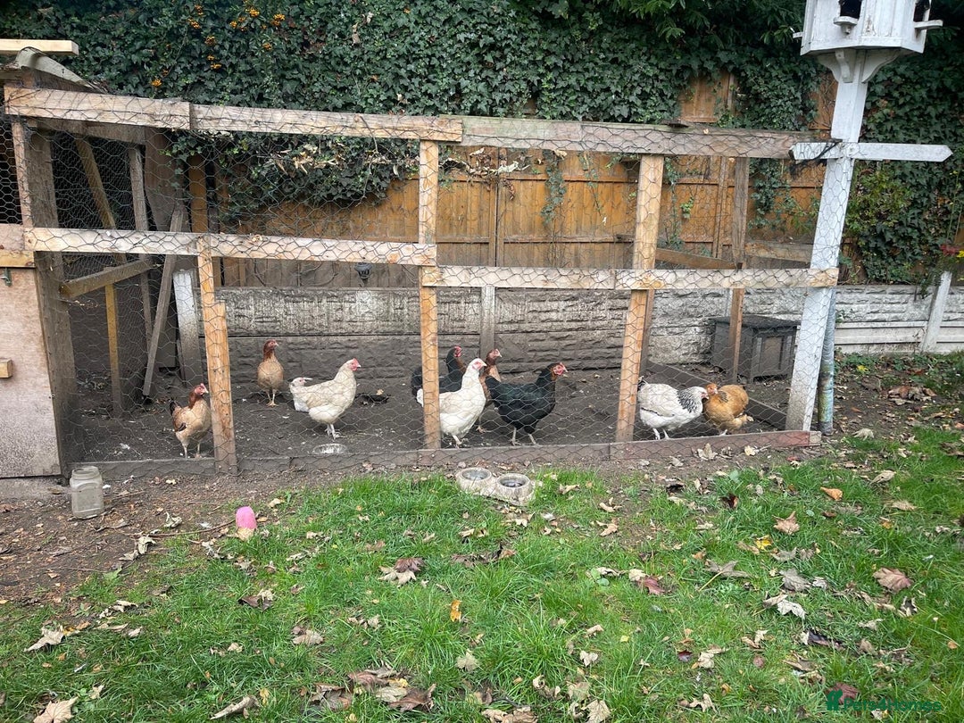 Chickens poultry for sale: 11 Chickens - Image 1