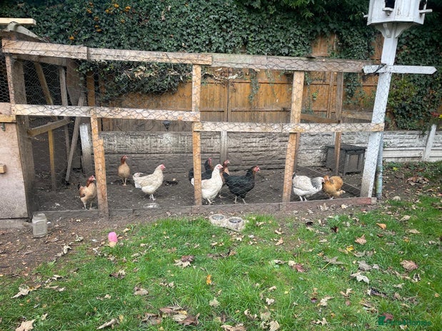 Chickens poultry - Advert 1