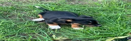 Jack Russell dogs for sale: Jack Russell Puppies - Advert 9