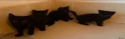 Domestic Shorthair cats for sale: Black Kittens For Sale  - Advert 11
