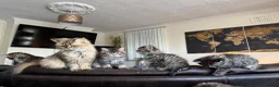 Scottish Fold cats for sale: 5 beautiful Scottish Fold / British Longhair in Westcliff-on-Sea - Advert 25