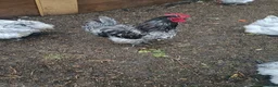 Chickens poultry for sale: Cream Legbar /Blue Splash Orpington Hatching Eggs  - Advert 5