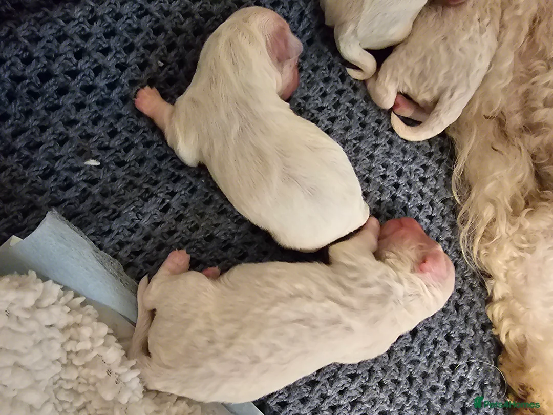 Bichon Frise dogs for sale: 7 bichon frise puppies for sale - Advert 4