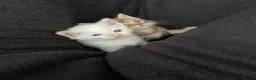 Mixed Breed cats for sale: Cream point Ragdoll cross  - Advert 3