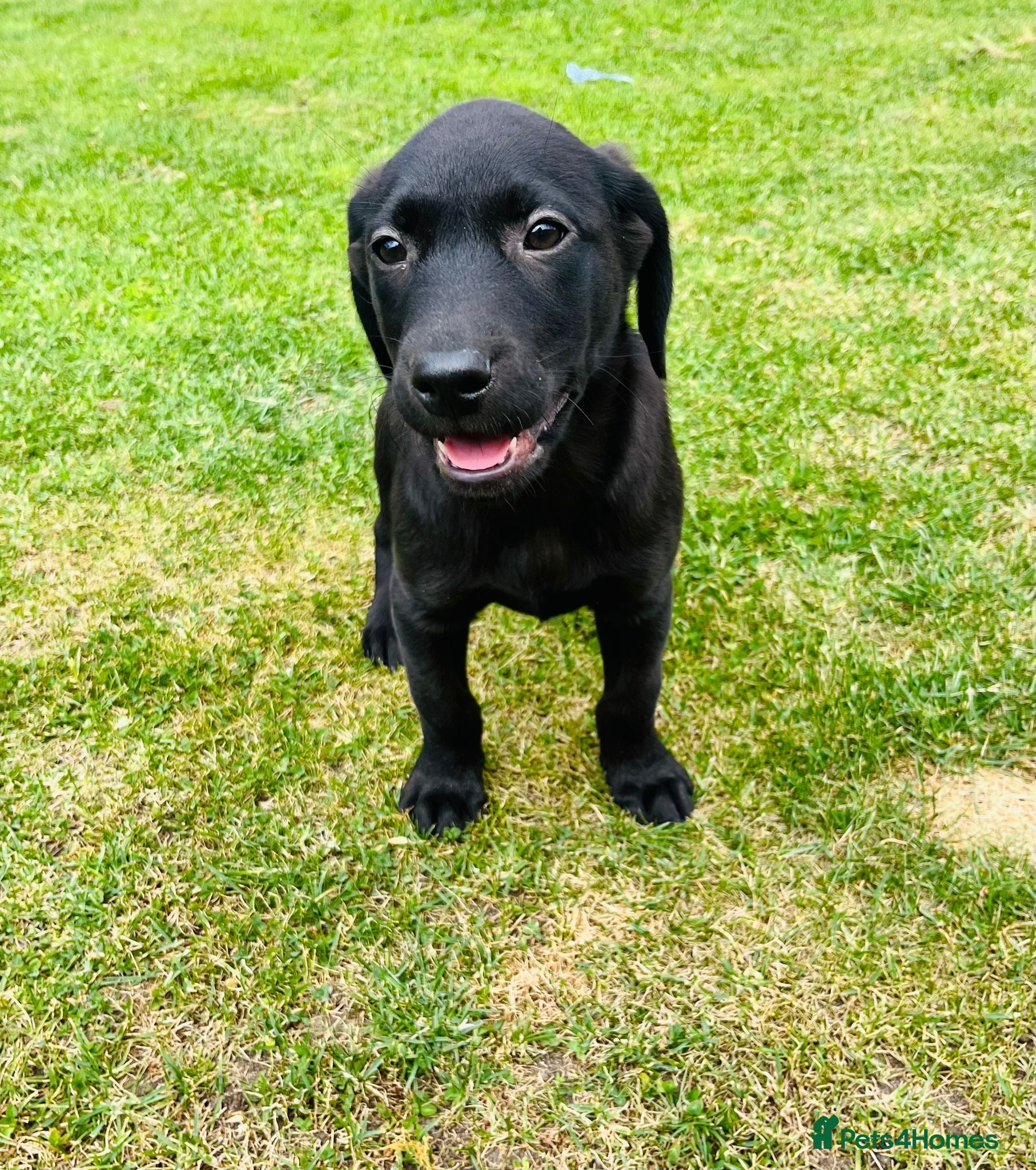 Labrador Retriever dogs KC Registered Working Labrador Babies 🐾🐾🐾 - Advert 2