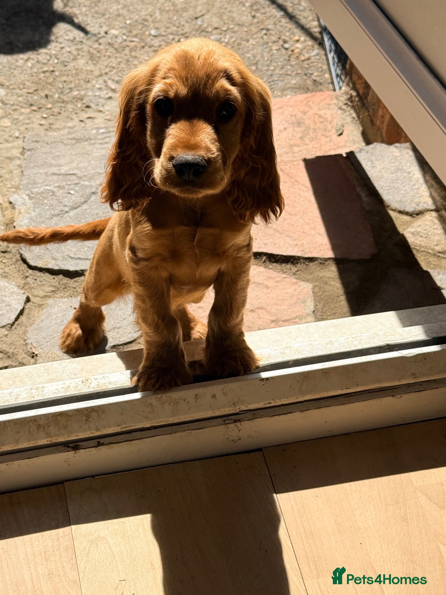 Cocker Spaniel dogs Last KC registered cocker spaniel - Advert 14
