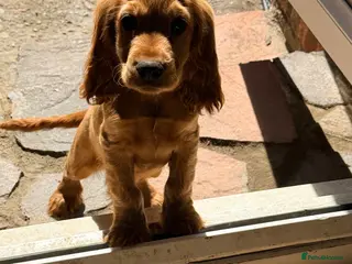 Cocker Spaniel dogs Last KC registered cocker spaniel - Advert 14