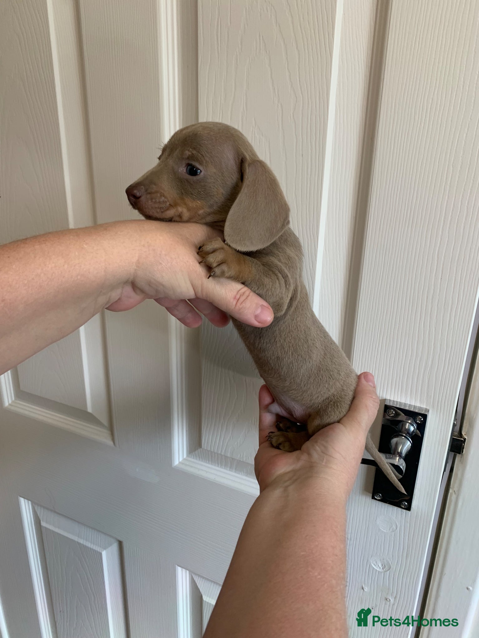 Miniature Dachshund dogs Ready now! 1 extremely tiny mini dachshund left - Advert 13
