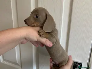 Miniature Dachshund dogs Ready now! 1 extremely tiny mini dachshund left - Advert 13