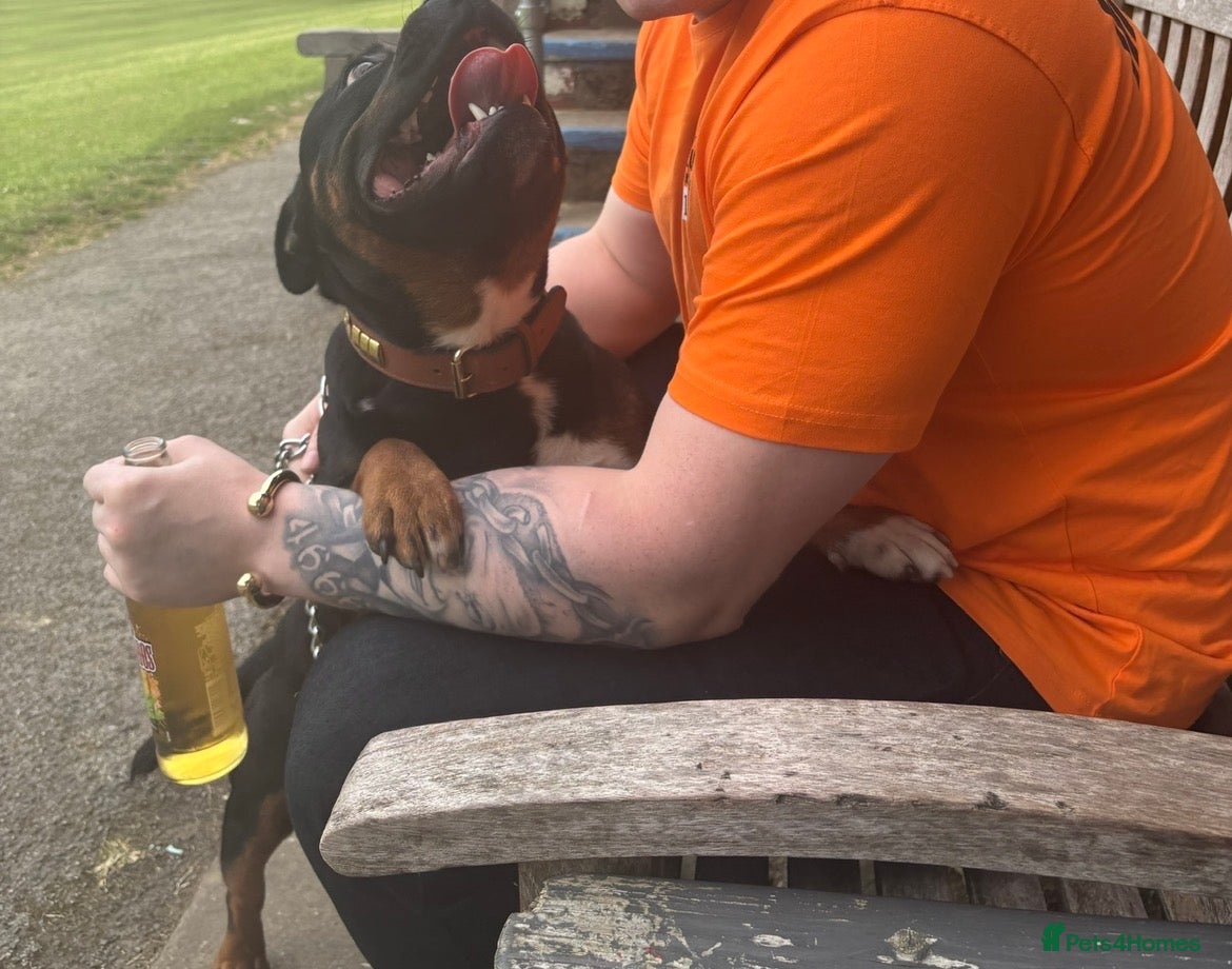 Staffordshire Bull Terrier dogs Rare opportunity Black & tan - Advert 2