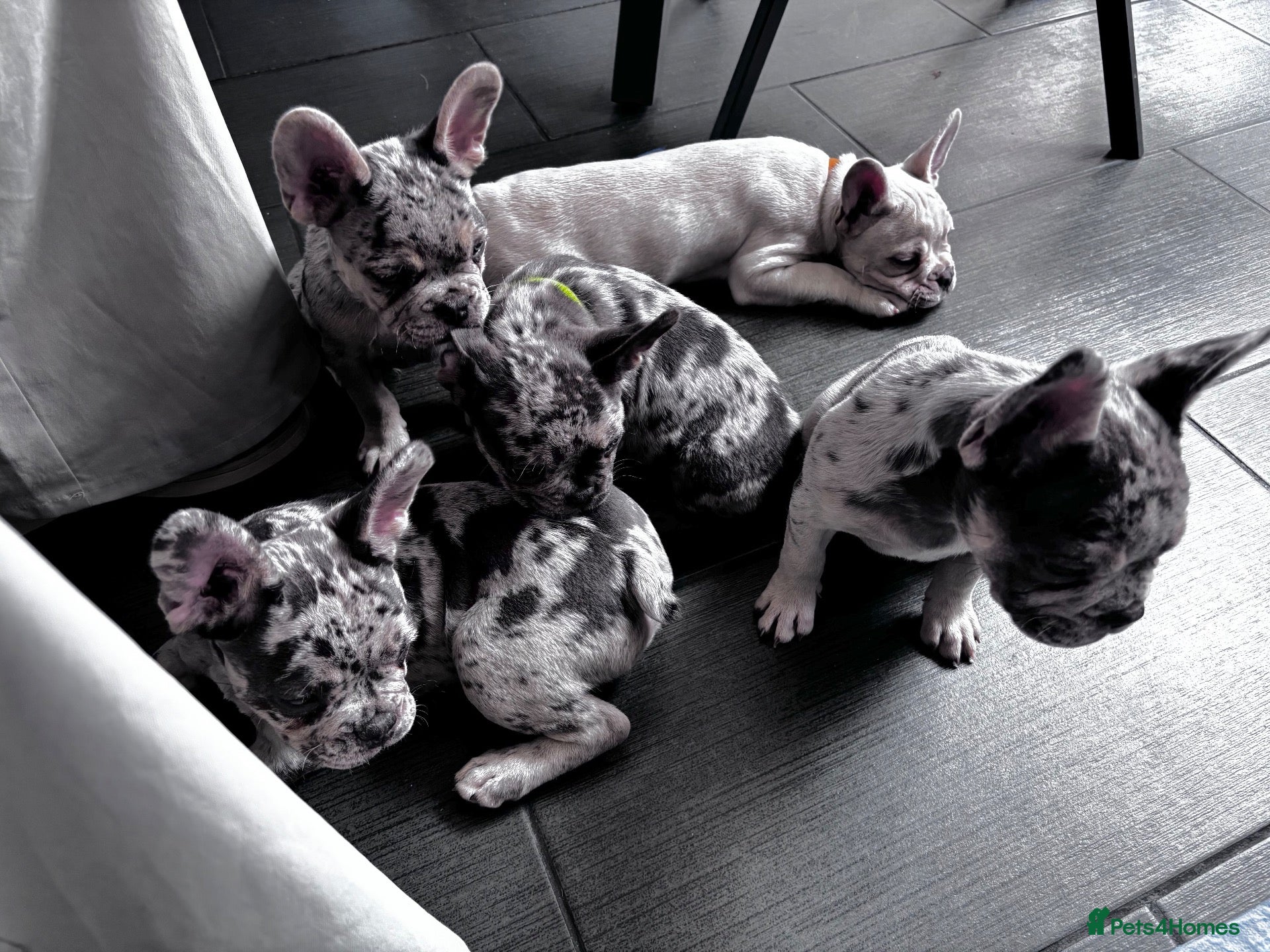 French Bulldog dogs French Bull Dog Puppies! - Advert 1