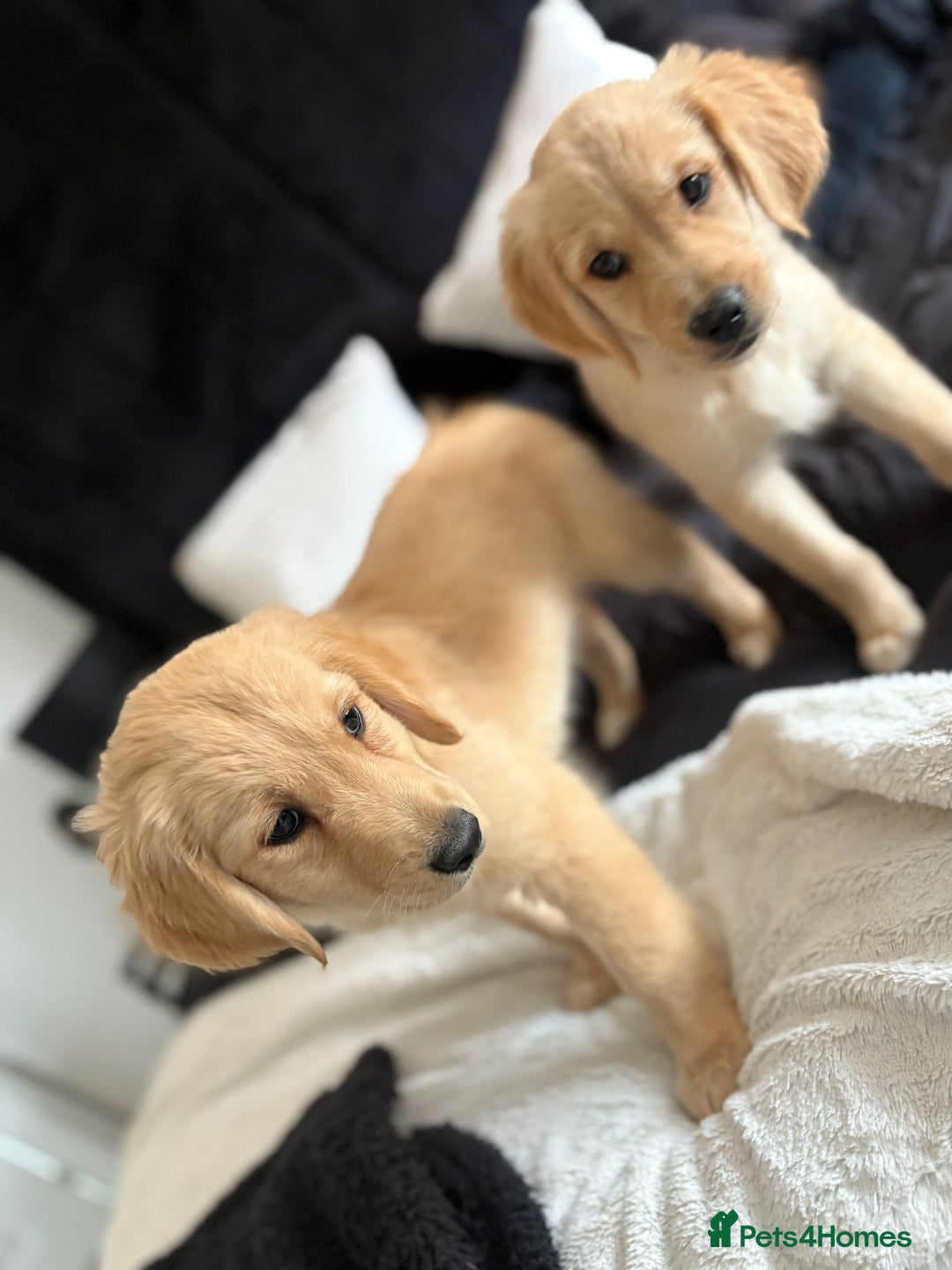 Golden Retriever dogs for sale: Goldren retriever puppies  - Image 3