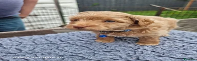 Pomapoo blue boy