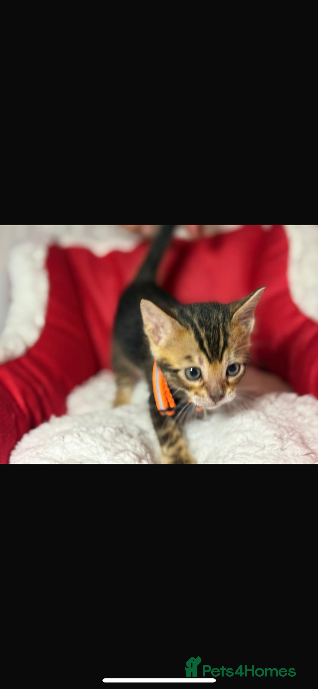 Bengal cats for sale: 🐆Bella's Bengals🐆 - Advert 11