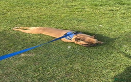 French Bulldog dogs for sale: Spud - rehoming  - Image 5