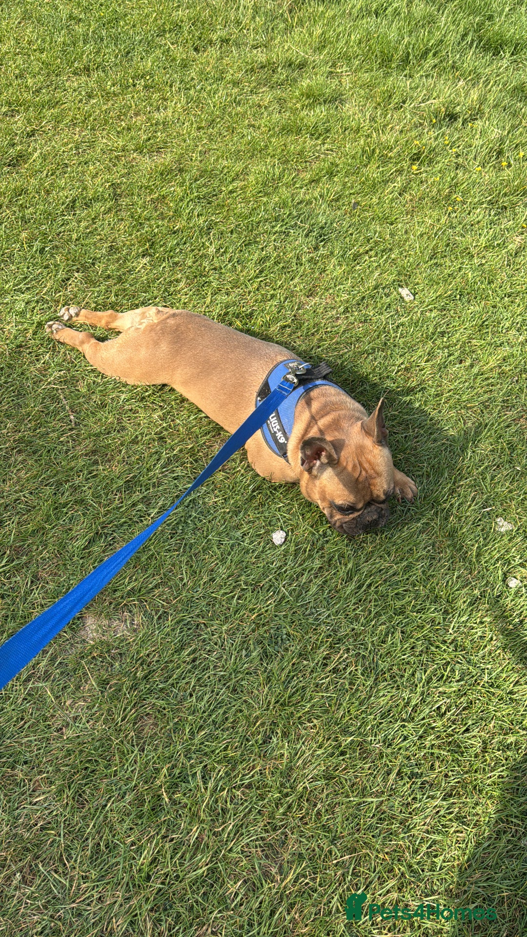 French Bulldog dogs for sale: Spud - rehoming  - Image 5