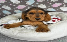 Cocker Spaniel dogs for sale: Show spaniel pups from kc/ health tested parents  - Image 3