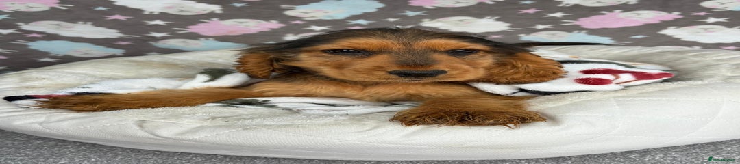 Dark sable male