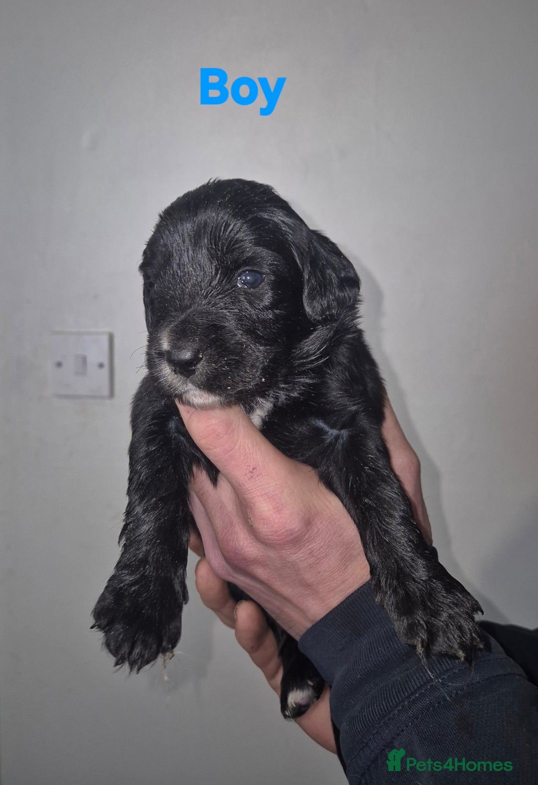 Mixed Breed dogs for sale: Gorgeous Sprockapoollies - Advert 4