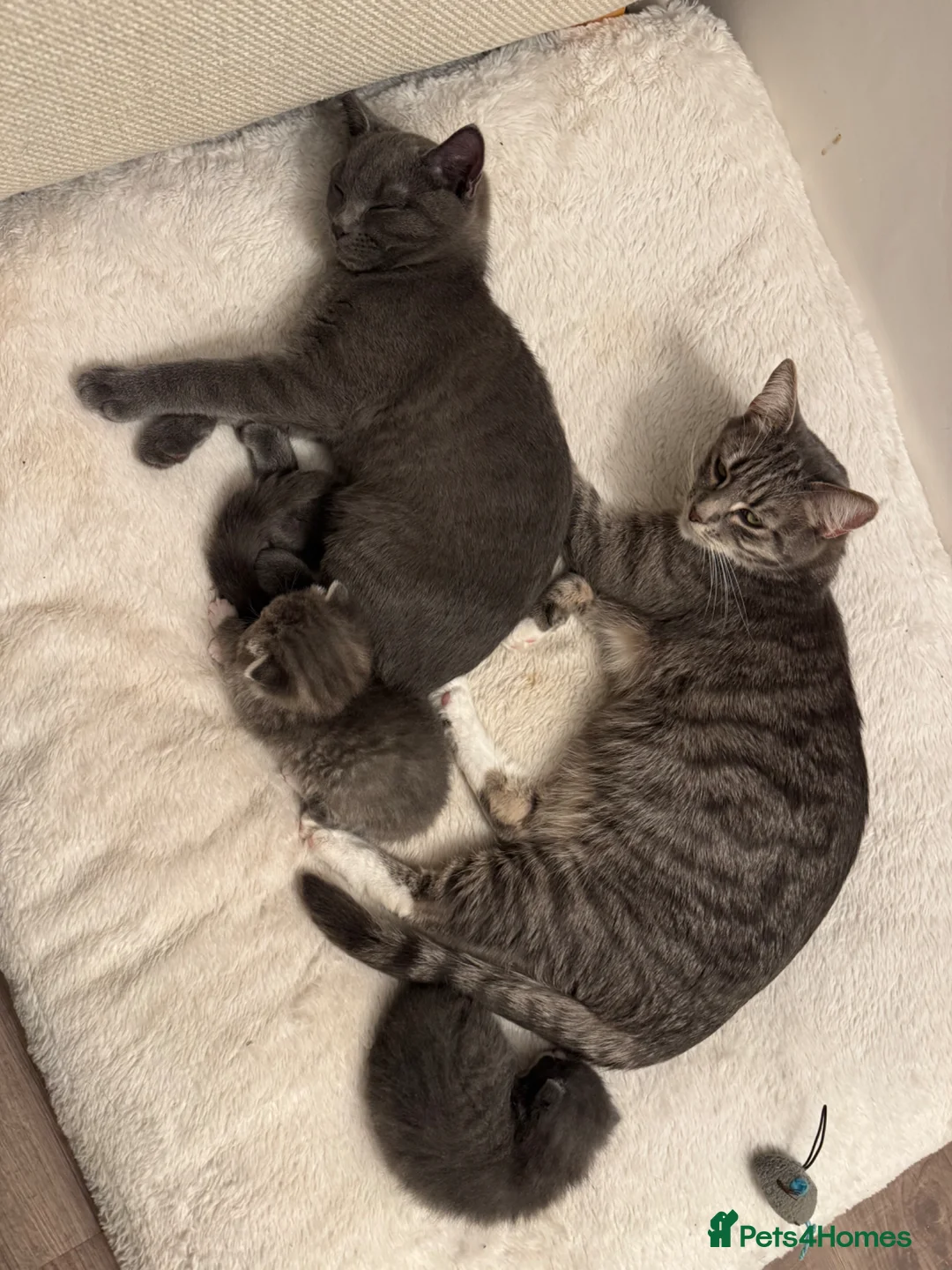 British Shorthair cats for sale: 3/4 BSH Cross Kittens - Advert 2